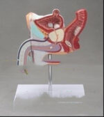 Anatomical Urinary System Model Of Male Internal Reproductive Disease - Image 3