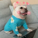 Pet Fashion Brand Clothes Dog Cat Fight - Image 3