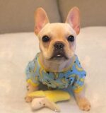Pet dog pajamas - Image 4