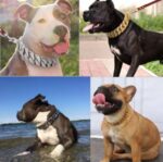 Stainless steel cast dog collar - Image 5