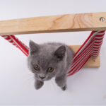 Cat hammock on the wall - Image 3