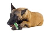 Crunchy Bone Toy - Image 4