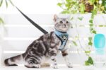 Pet Sling Nylon Collar Traction Rope - Image 2