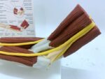 Ligament Joint Model Into Muscle Nerve Anatomy Human Skeleton Skull Arm Teaching Aid - Image 4