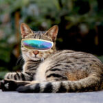 Pet Dog Supplies Sunscreen UV Goggles - Image 6