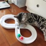 Cat Toys Self Hi To Relieve Boredom Cat Turntable Track Ball Kitten Teasing Cat Stick Pet Cat Consumption - Image 6