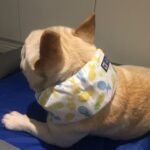 Summer Pet Dog Cool Down Ice Scarf To Relieve The Heat - Image 2