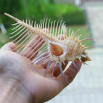 Ancient Conch Comb Conch Shell Aquarium Fish Decoration Specimen Conch - Image 8