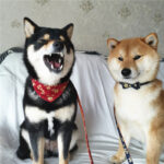Pet collar leash - Image 5