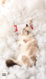 Closed removable and washable cat litter - Image 7