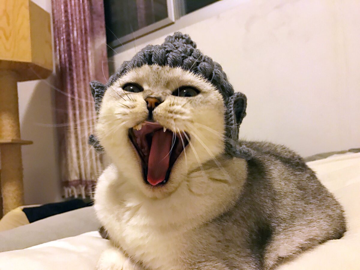 Buddha wool Cat Hat pet knitting hat cos hat - Image 2