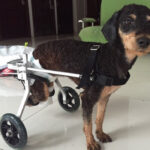 Dog Wheelchair - Fully Adjustable - Image 5