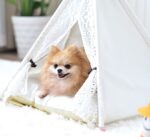 Small spotted tent cat kennel tent - Image 8