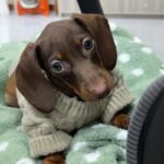 Winter Wear Warm Pet Autumnwinter Clothes - Image 5