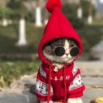Pet Cat Dog Clothing Pure Cotton Plus Fleece Sweater - Image 6