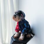 Thick warm sweater pet clothes - Image 3