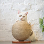 Cat catches the ball - Image 2