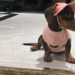 Pet Fashion Waffle Pure Cotton Vest - Image 3