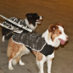 Functional Pet High-reflective Assault Suit - Image 6