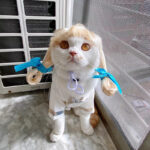 Pet Headdress Pet Wig Sheath - Image 7