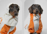 Pet Winter Color Matching Clothes - Image 3