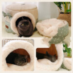 Cat litter for all seasons in autumn and winter - Image 5
