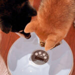 Pet Automatic Round Timing Feeder with 6 Grids Voice Recorder - Image 4