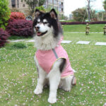 Big Dog Cloak Raincoat With Reflective Strips Husky Pug Pet Raincoat - Image 5