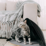 Enclosed Cat House Can Be Used In All Seasons To Keep Warm In Winter - Image 5
