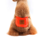 New Solid Color Physiology Pants For Male Dogs - Image 3