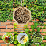 Wooden Bee Breeding Box Combination - Image 2