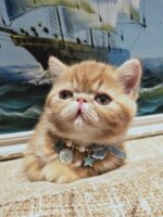 Pet New Year's Jewelry Collar Bell Pendant Bowknot - Image 4