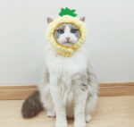 Cute Pineapple Cat Hat Warm Puppet Headdress - Image 4