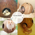 Creative Coconut Shell Bird Nest Feeder - Image 4