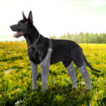 Doughton's New Doggie Outdoor Four-Legged Pants - Image 3
