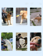 Rechargeable Remote Control Dog Training Device Pet Supplies Rechargeable Bark Stopper - Image 5