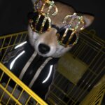Dog Clothes Spring And Autumn New Sweater Summer - Image 4