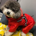 Small Dog Bichon Winter Pet Winter Clothes Four-Legged Warm - Image 5