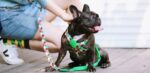 Shaped Chest Strap Can Protect The Tracheal Vest Type Pet Rope - Image 7