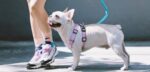 Shaped Chest Strap Can Protect The Tracheal Vest Type Pet Rope - Image 5