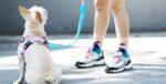 Shaped Chest Strap Can Protect The Tracheal Vest Type Pet Rope - Image 6