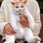 Simulation Cat Backpack Doll Children'S  Kitten Model Fake Simulation Animal Doll Plush Toy - Image 3