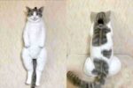 Simulation Cat Backpack Doll Children'S  Kitten Model Fake Simulation Animal Doll Plush Toy - Image 4
