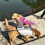 Pet Life Jacket Shark Mermaid Swimsuit - Image 2