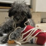 Korea Ramen Sniffing Interactive Foreign Trade Factory Single Cute Pet Leaking Food Toy Dog Pet Sniffing Toy - Image 2