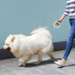 Retractable Traction Rope Basic Dog - Image 4