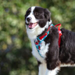 Dog Walking Vest-Style Chest Harness Adjustable For Large Dogs - Image 2