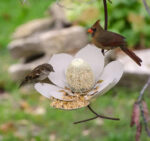 Garden Petal Shape Bird Feeder - Image 5
