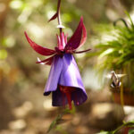 Sensation Pink Coneflower Bird Feeder - Image 2