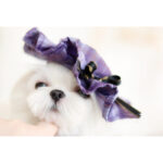 Dog Spring And Summer Cat Lace Dress Jk Plaid Big Bow Pleated Dress - Image 4